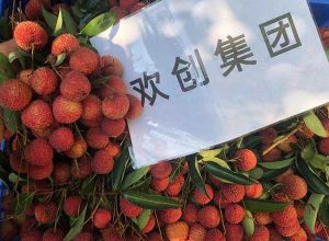 夏日好“枝”味，球友会平台（中国）集团发福“荔”啦
